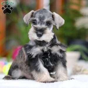 Griffin, Miniature Schnauzer Puppy